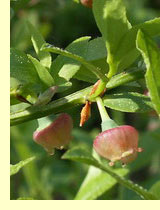 Черника (Vaccinfum myrtillus) Черника (Vaccinfum myrtillus)